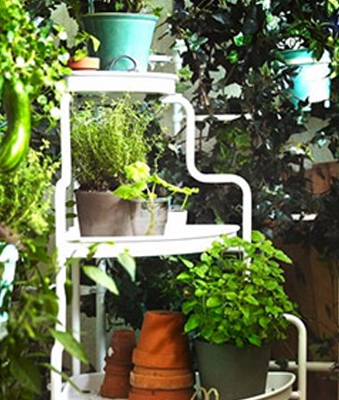 Garten und Balkon Pflanzen