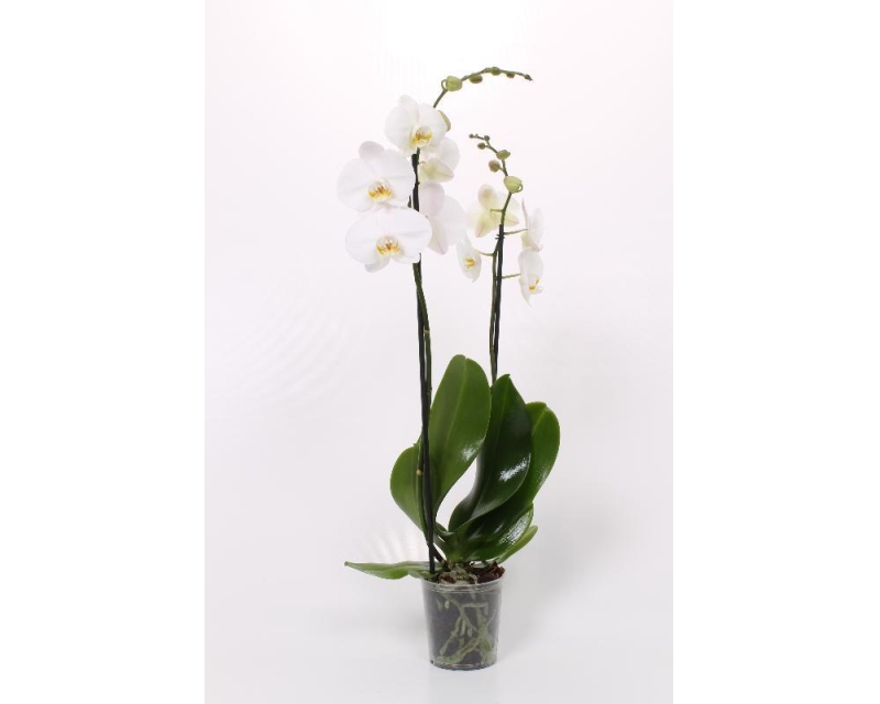 Phalaenopsis Cambridge