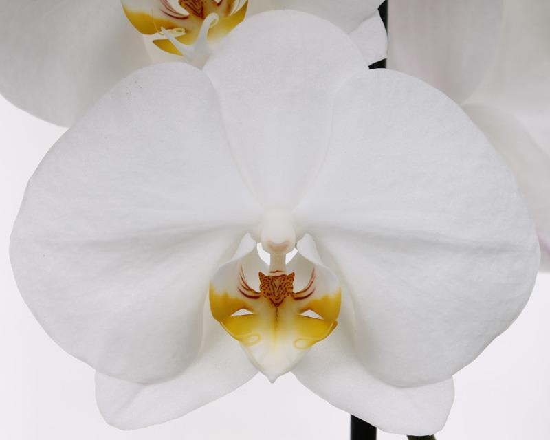 Phalaenopsis Cambridge flower