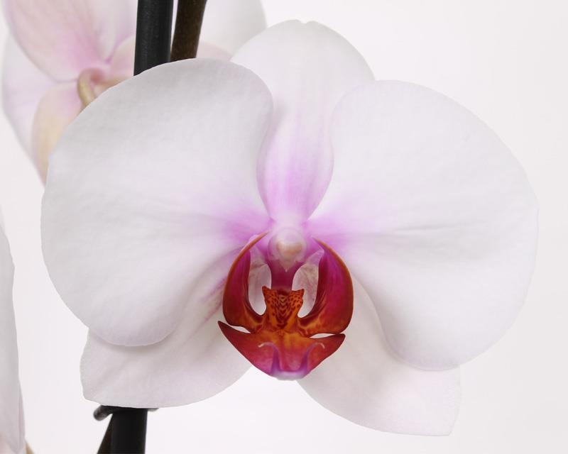 Phalaenopsis Castor, flower